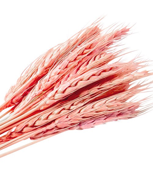 Getrockneter Weizen-Bund - rosé - 30 g - 60 cm